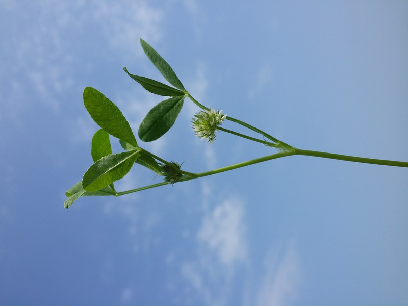 Teasel Clover photo 3