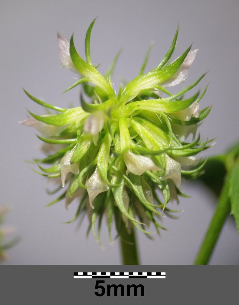 Teasel Clover photo 6