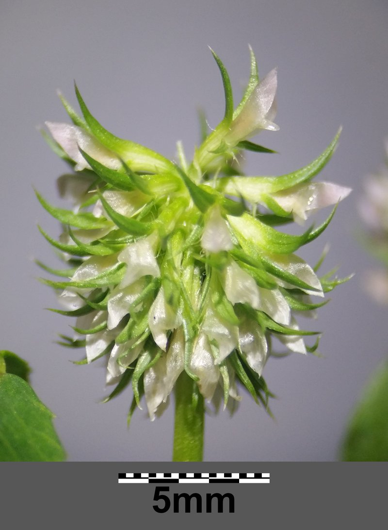 Teasel Clover photo 8