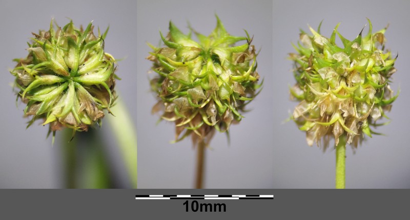 Teasel Clover photo 5