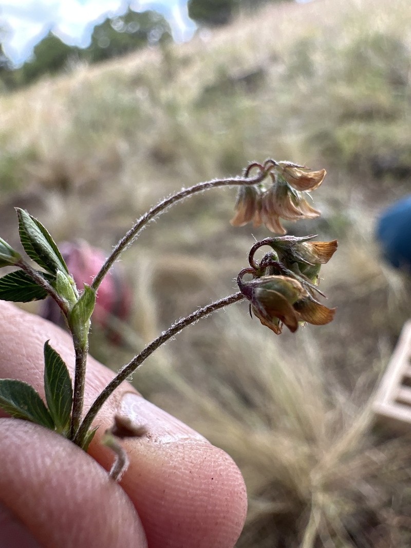 Trifolium rhombeum