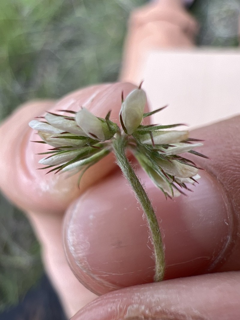 Trifolium rhombeum photo 2
