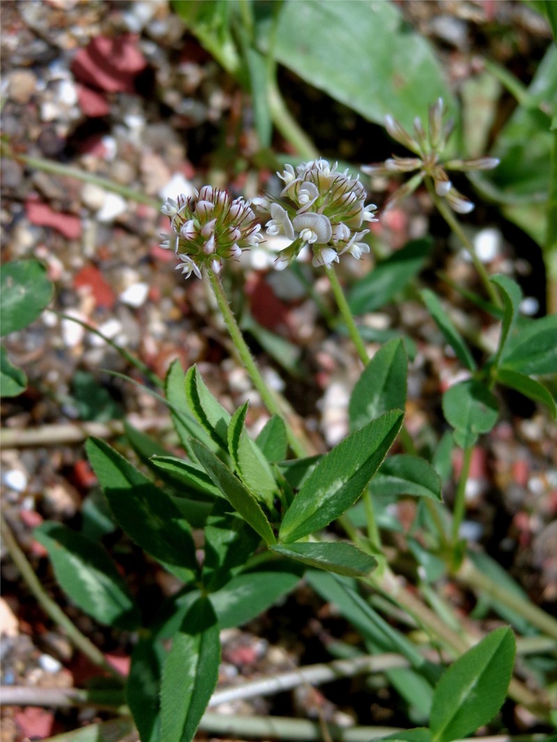 Trifolium rhombeum photo 3