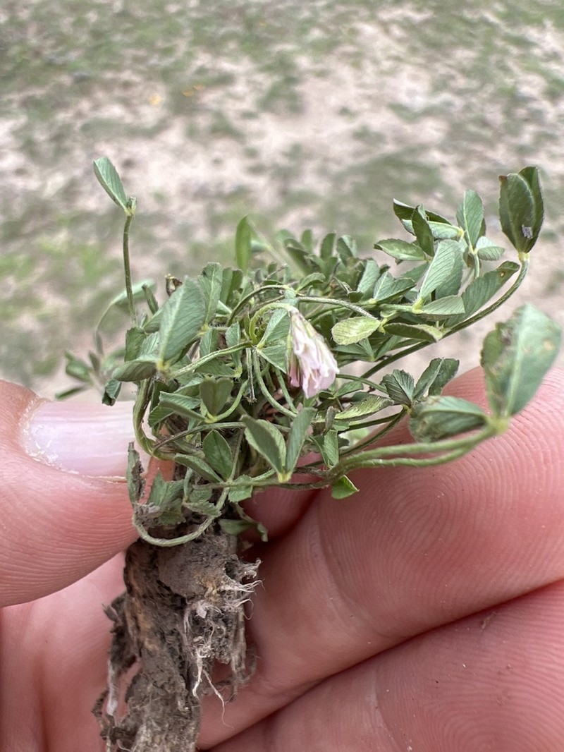 Trifolium rhombeum photo 4