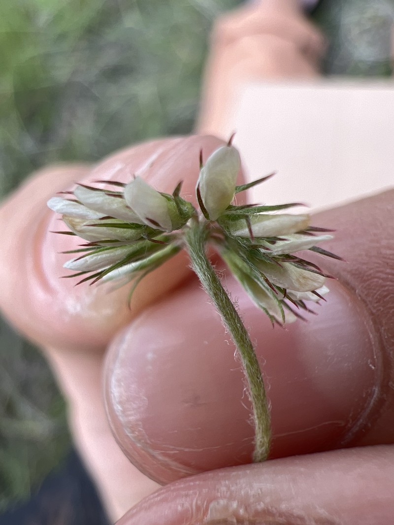 Trifolium rhombeum photo 5