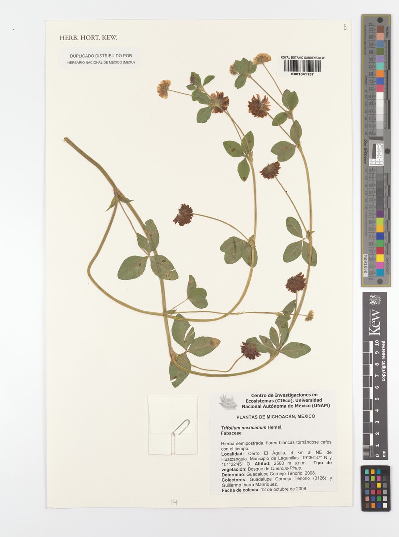 Trifolium rhombeum photo 6