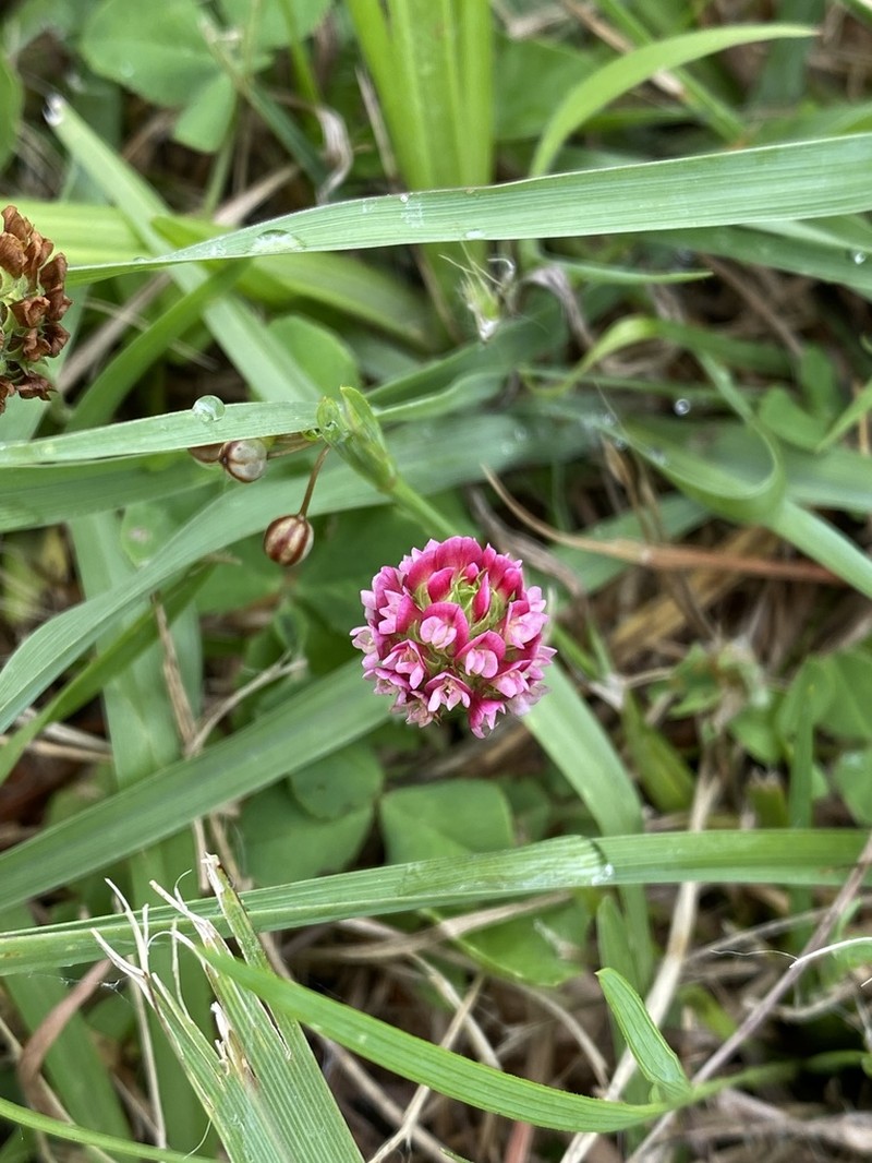 Trifolium riograndense