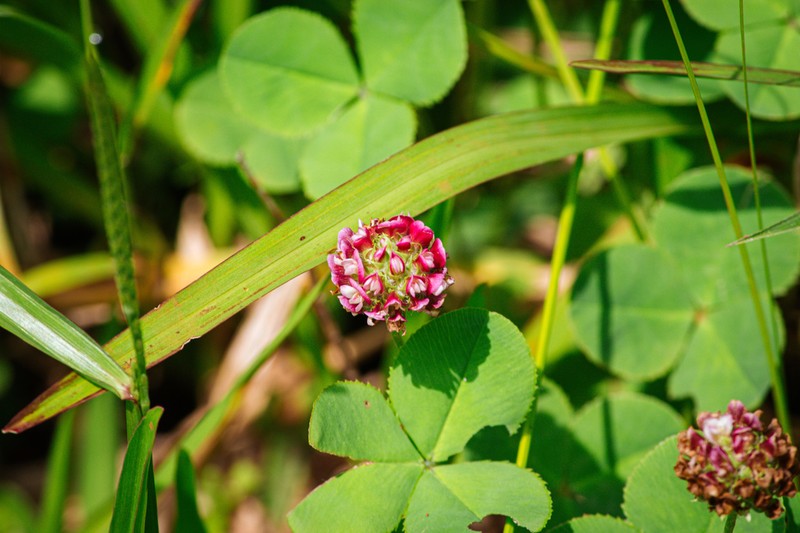 Trifolium riograndense photo 2