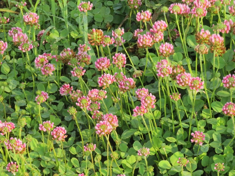 Trifolium riograndense photo 3