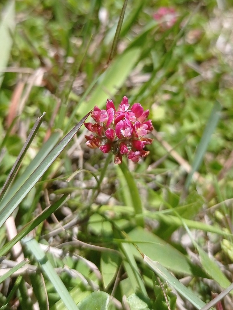 Trifolium riograndense photo 4