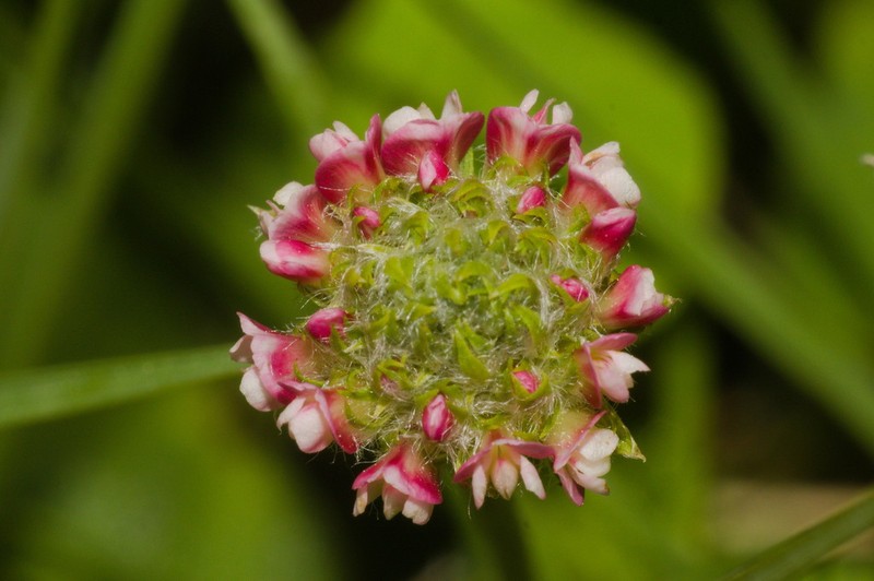 Trifolium riograndense photo 5