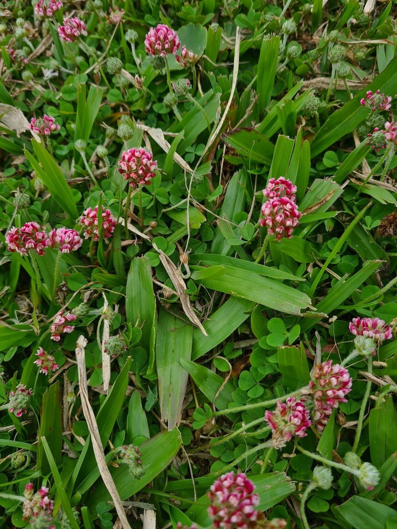Trifolium riograndense photo 6