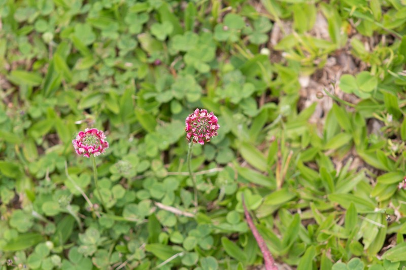 Trifolium riograndense photo 7