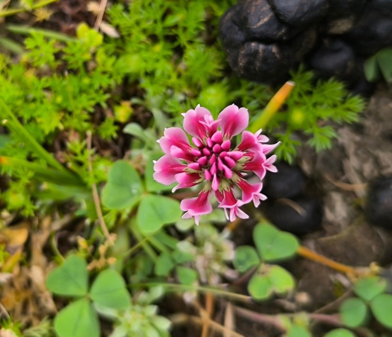 Trifolium riograndense photo 8