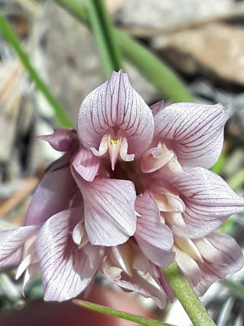 Rollins' Clover