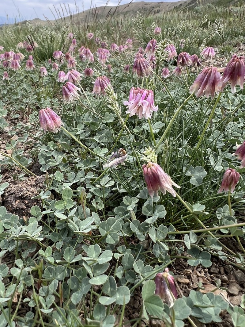 Rollins' Clover photo 2