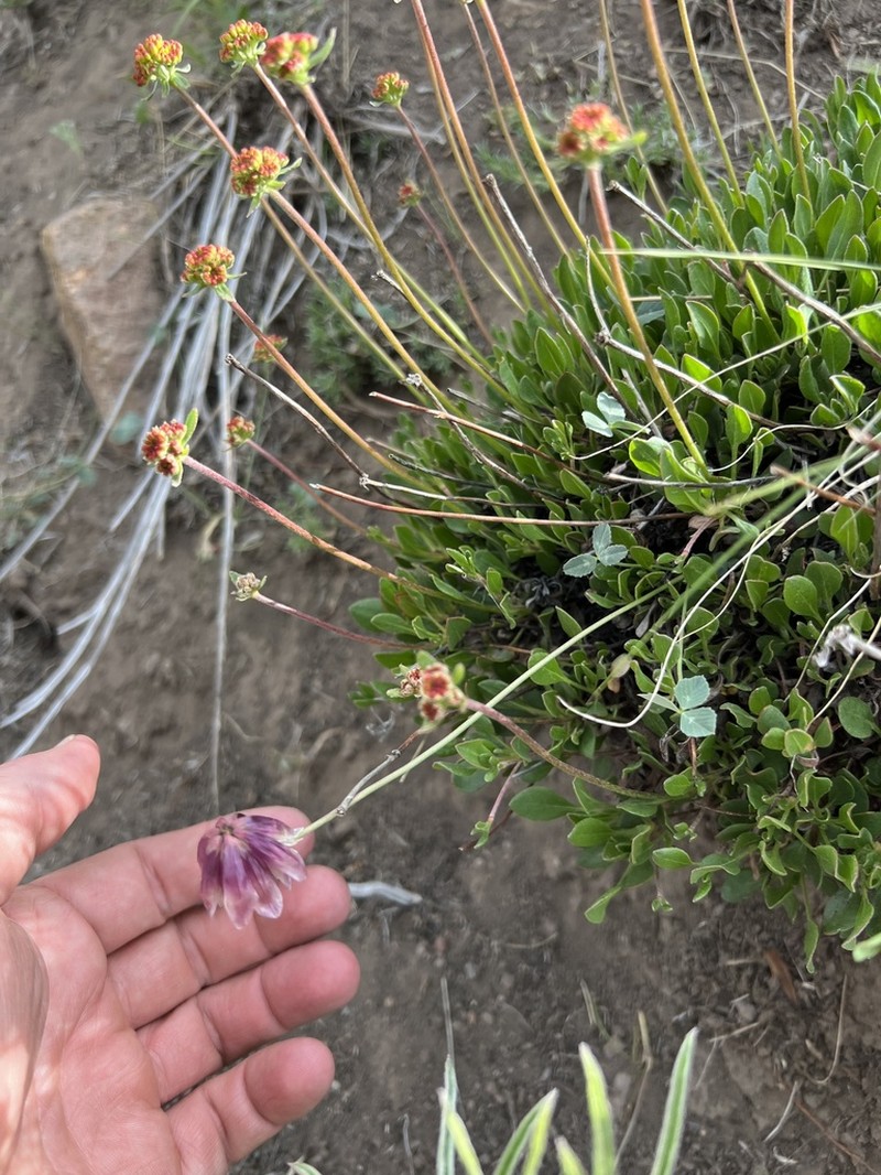 Rollins' Clover photo 3