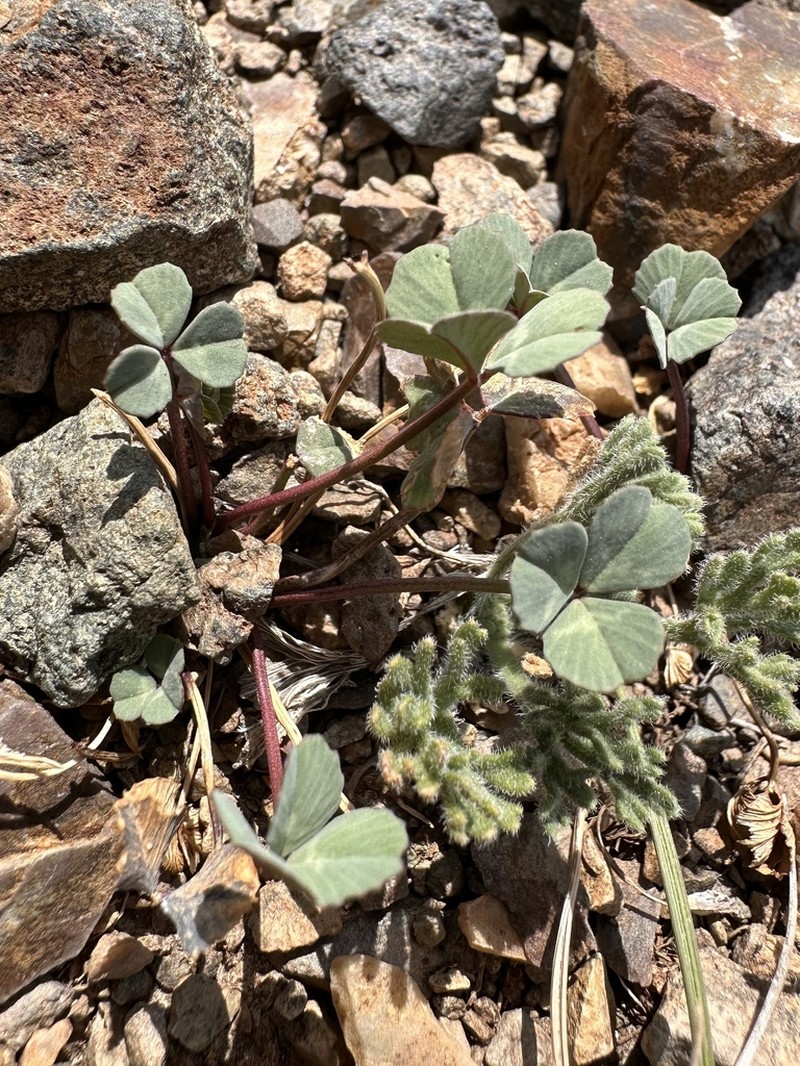 Rollins' Clover photo 4