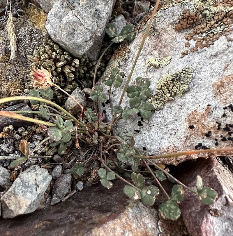 Rollins' Clover photo 5