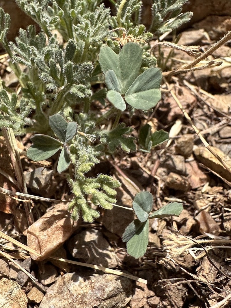 Rollins' Clover photo 6
