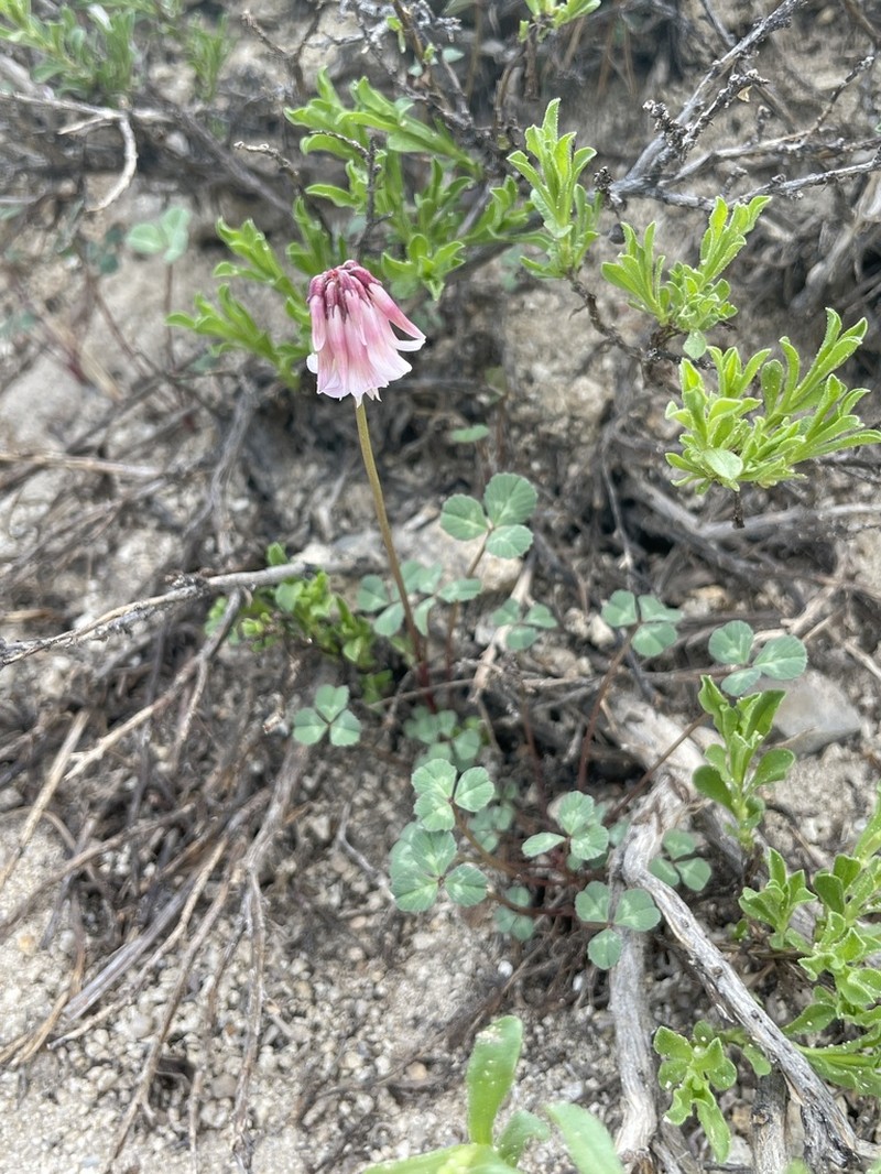 Rollins' Clover photo 7