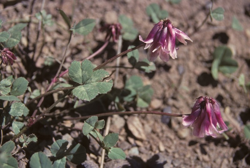Rollins' Clover photo 8