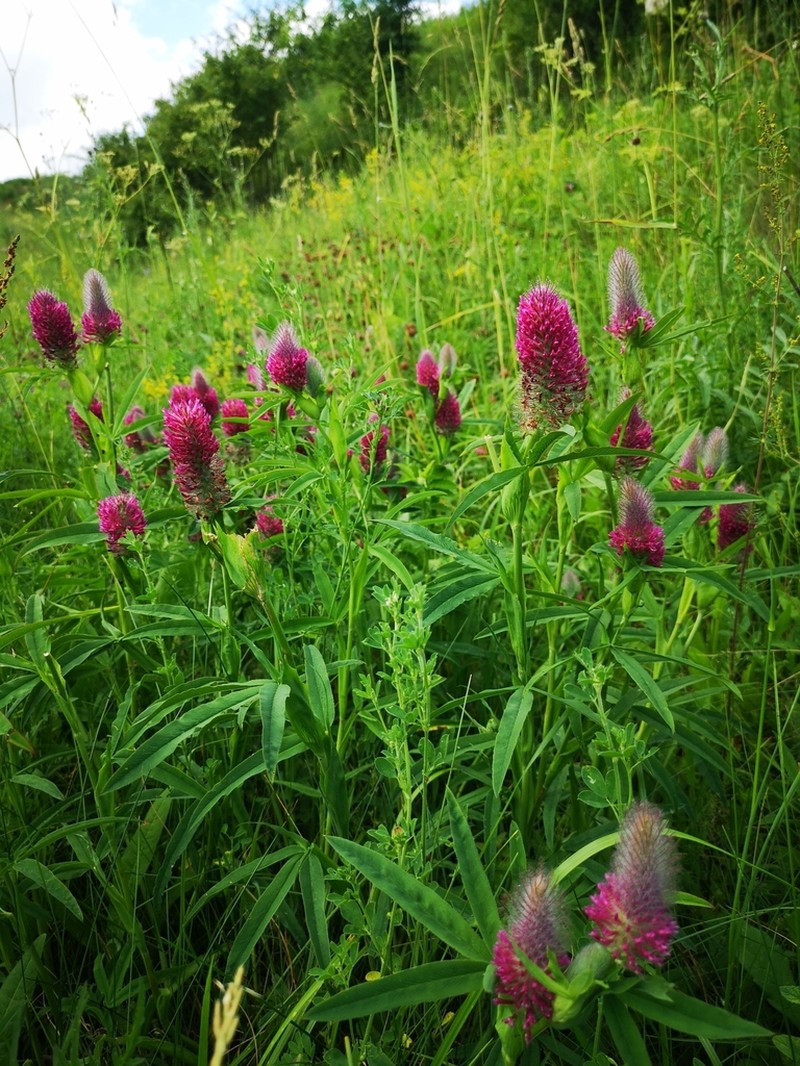 Trifolium rubens photo 2