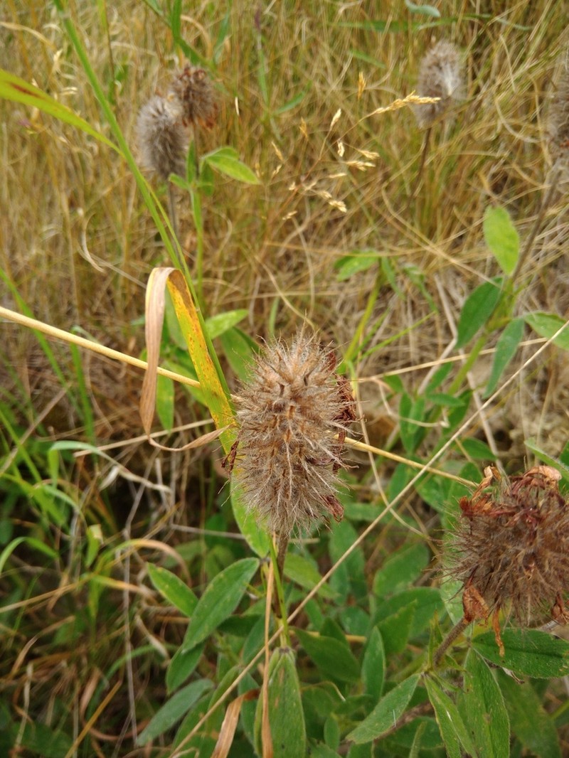 Trifolium rubens photo 3