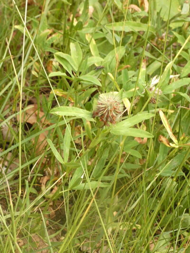 Trifolium rubens photo 4