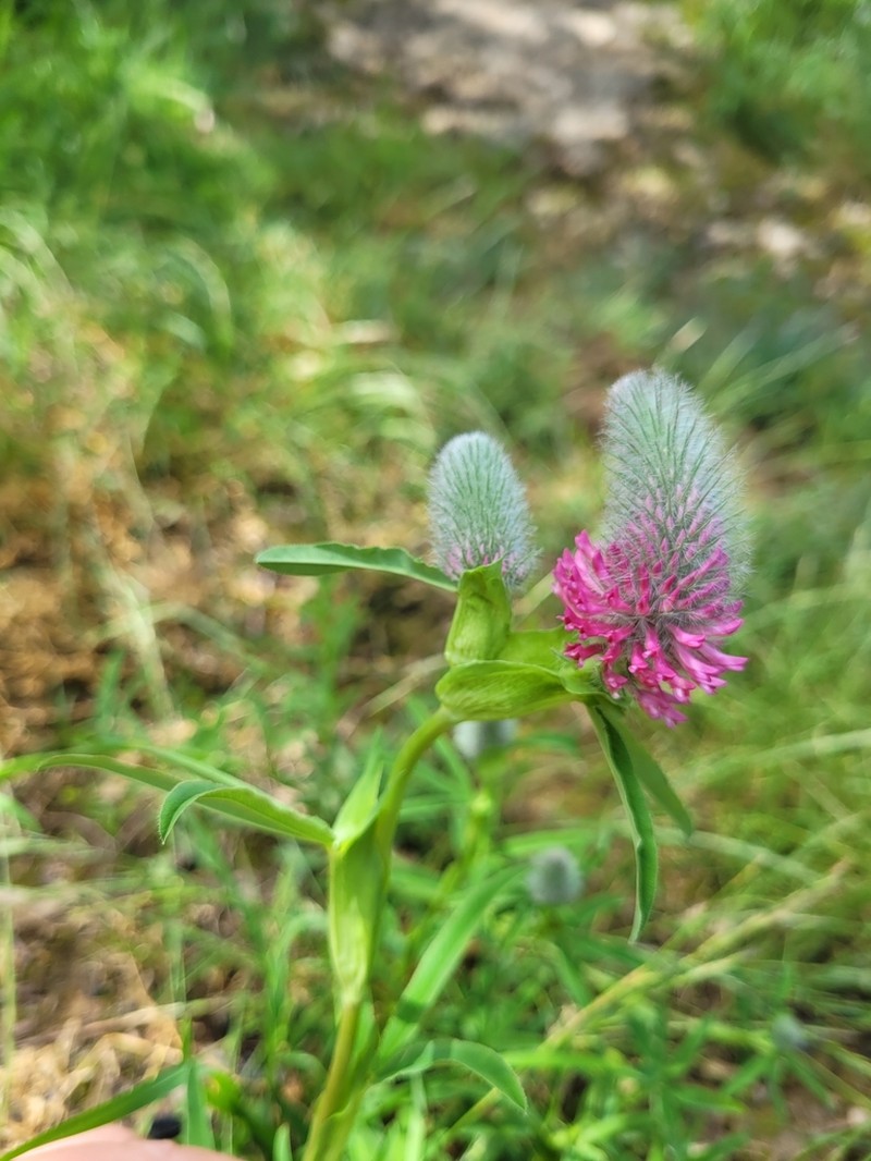 Trifolium rubens photo 5
