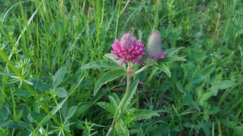 Trifolium rubens photo 6