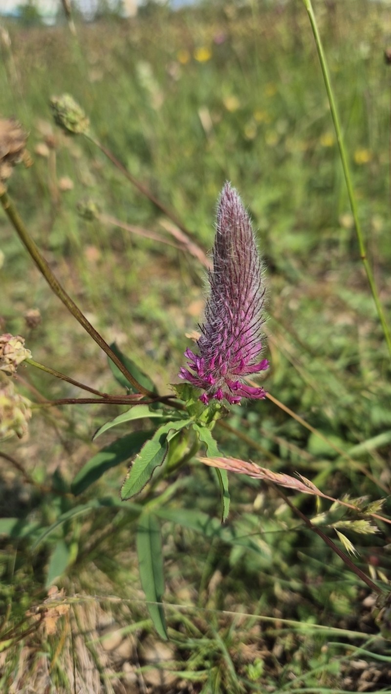 Trifolium rubens photo 7