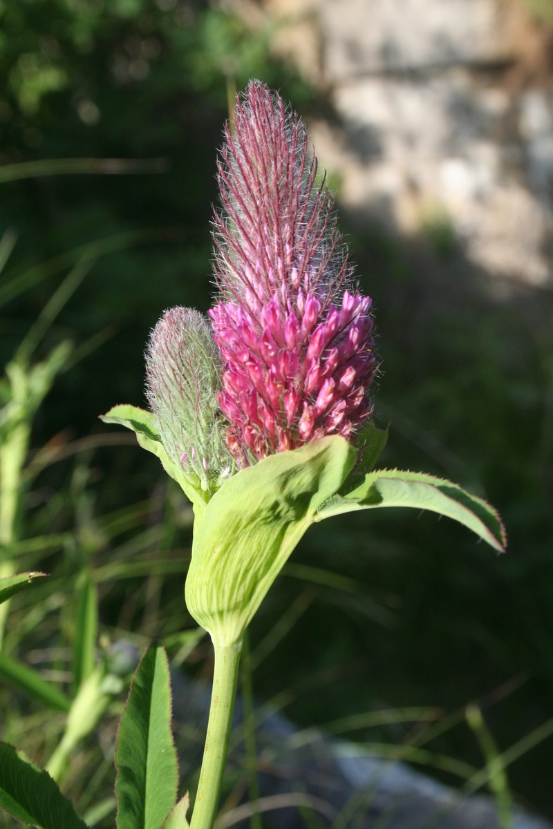 Trifolium rubens