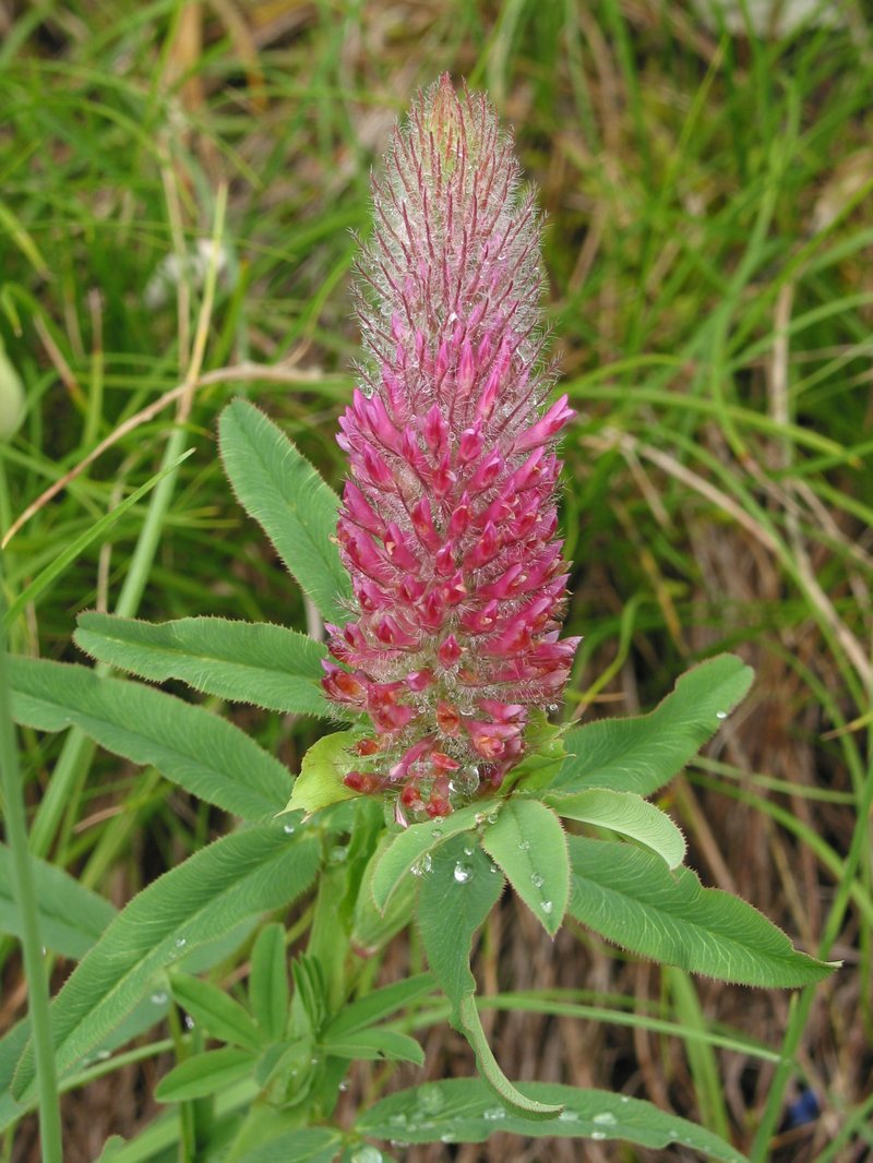 Trifolium rubens