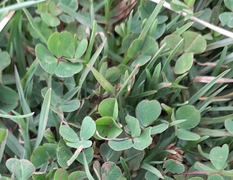 Rueppell's Clover