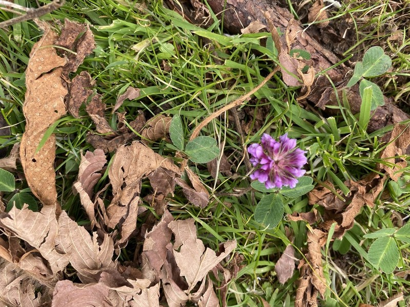 Rueppell's Clover photo 2
