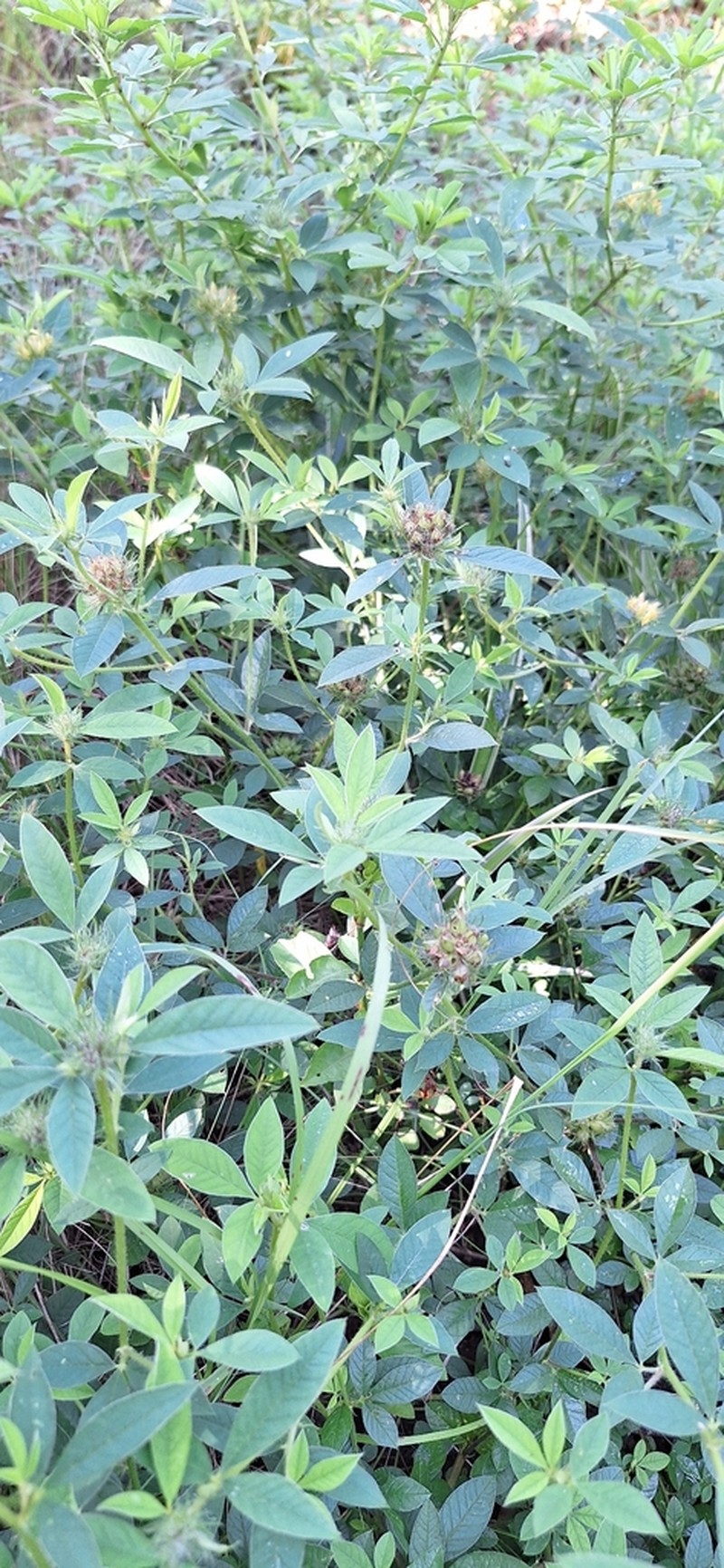 Rueppell's Clover photo 3