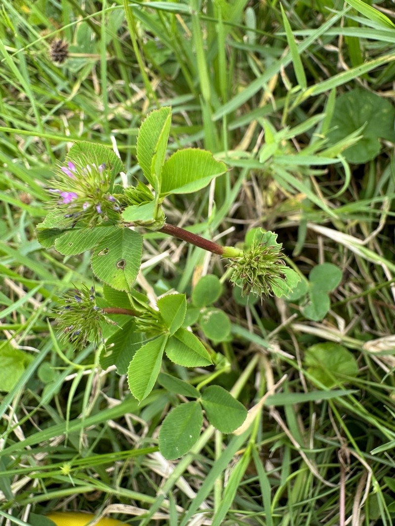 Rueppell's Clover photo 4