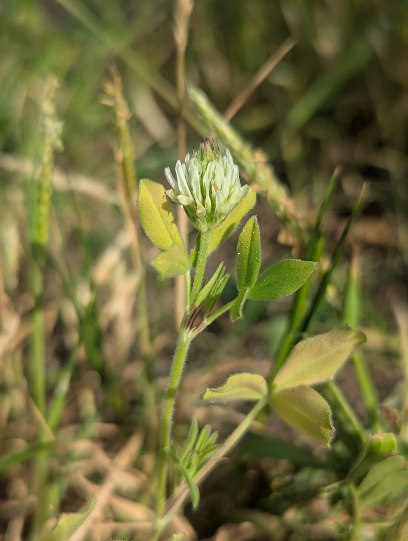 Trifolium salmoneum