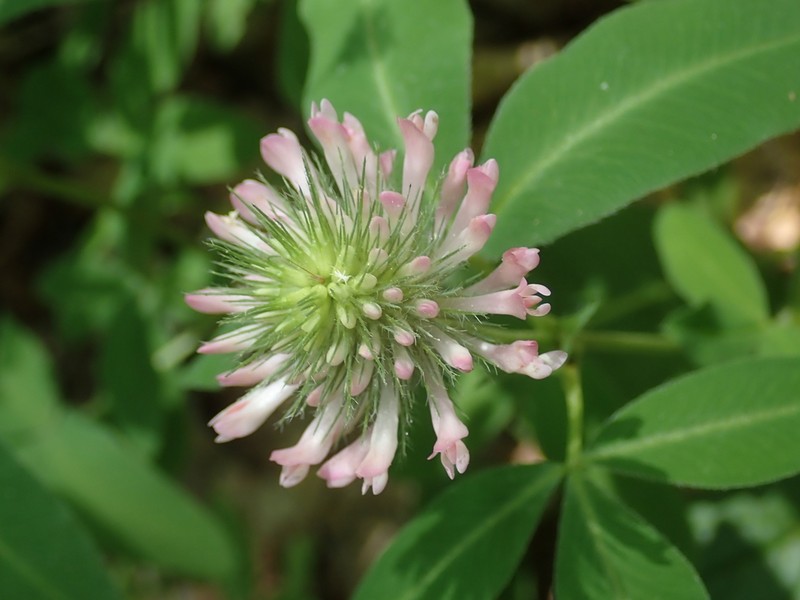 Trifolium sarosiense