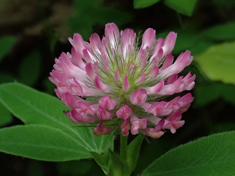 Trifolium sarosiense photo 2