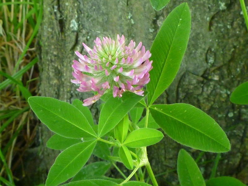 Trifolium sarosiense photo 3