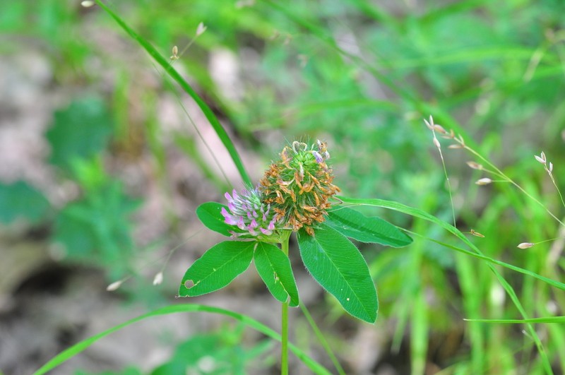 Trifolium sarosiense photo 4