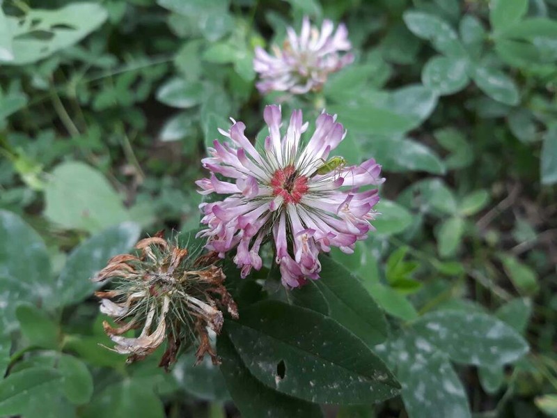 Trifolium sarosiense photo 5