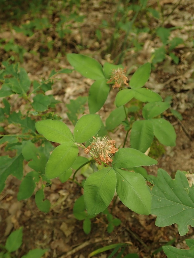 Trifolium sarosiense photo 6
