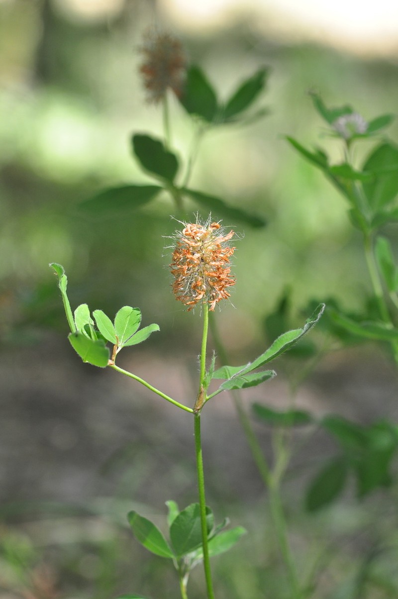 Trifolium sarosiense photo 7