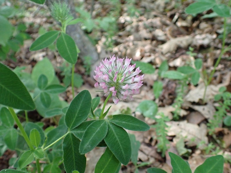 Trifolium sarosiense photo 8