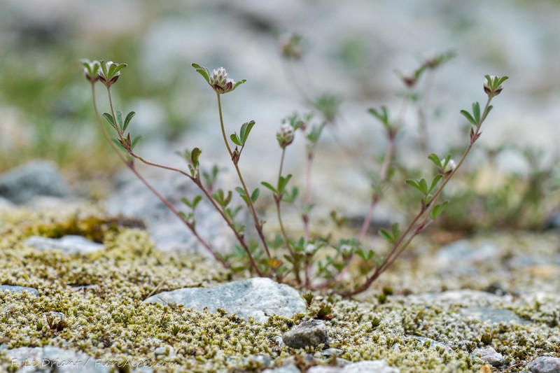 Trifolium saxatile
