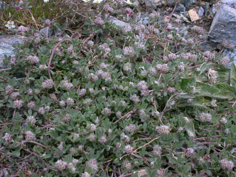 Trifolium saxatile photo 2