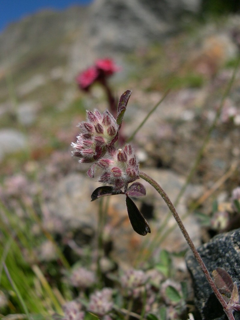 Trifolium saxatile photo 3